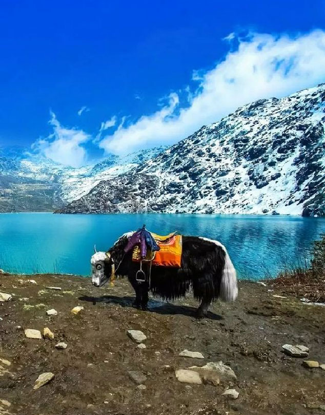 Sikkim Booking - Guest from Chennai for 8 Days Sikkim Trip Covering Gangtok Lachen Lachung and Pelling, Book Sikkim Darjeeling Holiday Packages from Chennai, Popular Sikkim Packages From Chennai, Planning for Sikkim tour packages from Chennai, Darjeeling Gangtok tour package from Chennai, Best Gangtok darjeeling tour provider travel agency, Sikkim Booking Best Travel Agency Tour Operator In Sikkim Darjeeling, DMC Sikkim, Sikkim Packages at B2B Price, Low Cost Sikkim Packages